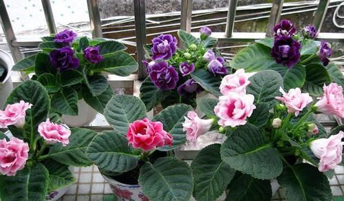  『解决』家在马路旁边，有噪音和尾气？养几种“植物”能解决，我就养了