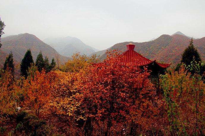 整个红叶已经染红了太行山，又到了观赏枫叶的时间