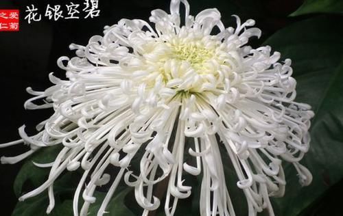 『名流千秋』喜欢菊花，就养“菊中精品”碧空银花，是银白莲花，清秀淡雅