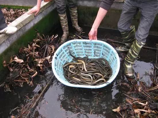  「七月」农村俗语“七月蜂八月蛇，九月黄鳝惹不得！”农民干农