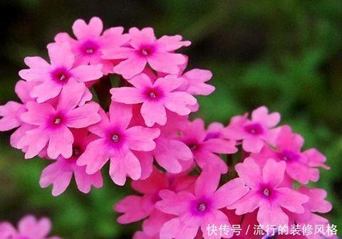 玫瑰@喜欢玫瑰,不如养盆“珍稀菊花”国华大社,大气好看,淡雅美丽!