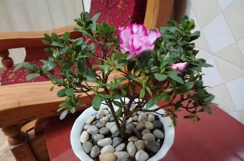  [生活]40岁之前，赚钱养家，40岁之后，种菜养花！