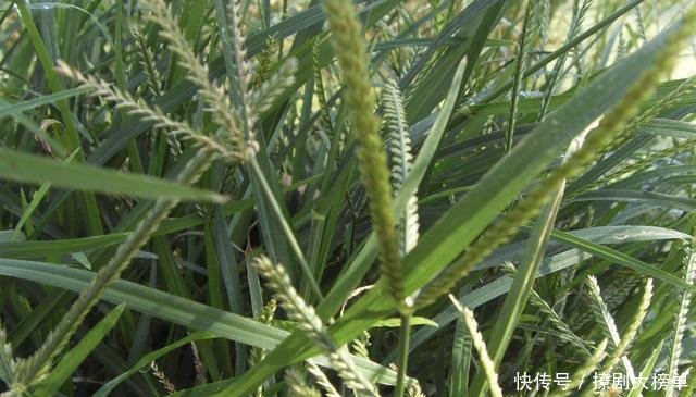  #粗壮#1种野草根茎粗壮，人称“牛筋草”，生长在农地被忽视，其实珍贵