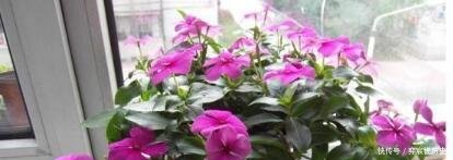 『长春花』“3种花”好养又漂亮,一年能开300多天花,适合“现在”养!
