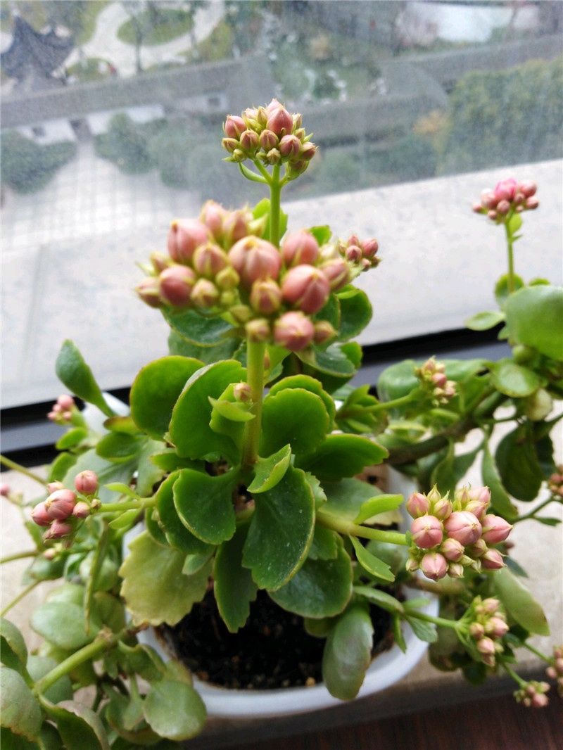 长寿花养成“5头龙”，养护学2招，1招促花，1招控制花期!