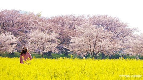 2019年樱花前线来袭！快来看最新樱花季预测！