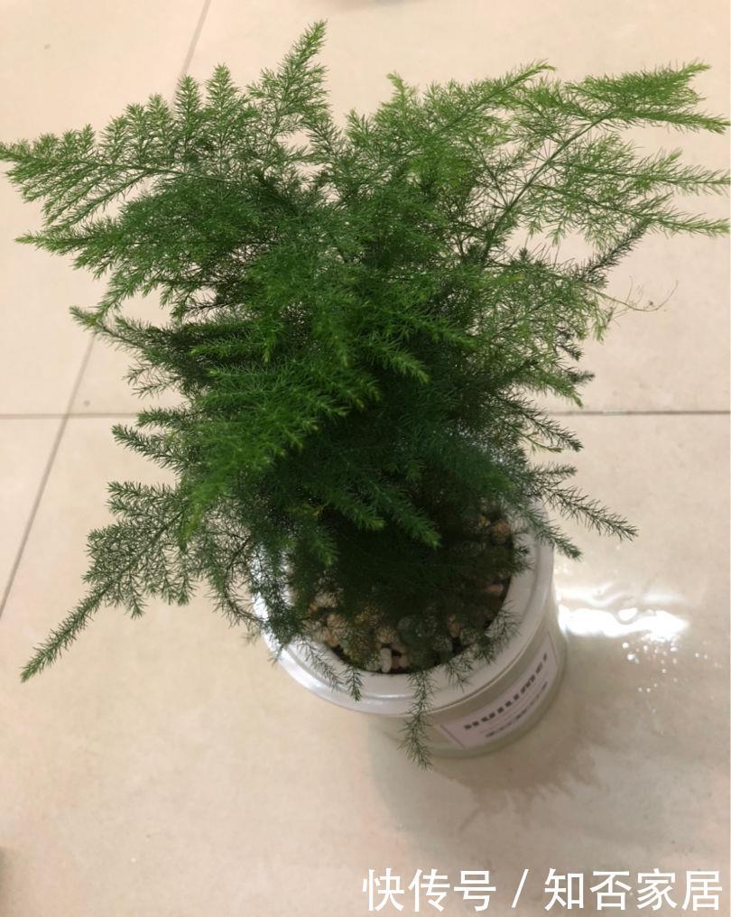  看起来@日文竹长得乱七八糟，看着就心烦，拿大剪子咔嚓几下变清爽！