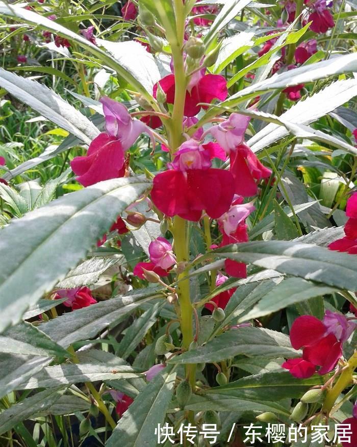  [指甲花]喜欢在家中养花卉，就选花色鲜艳，花期长，开花量繁多的3种花卉