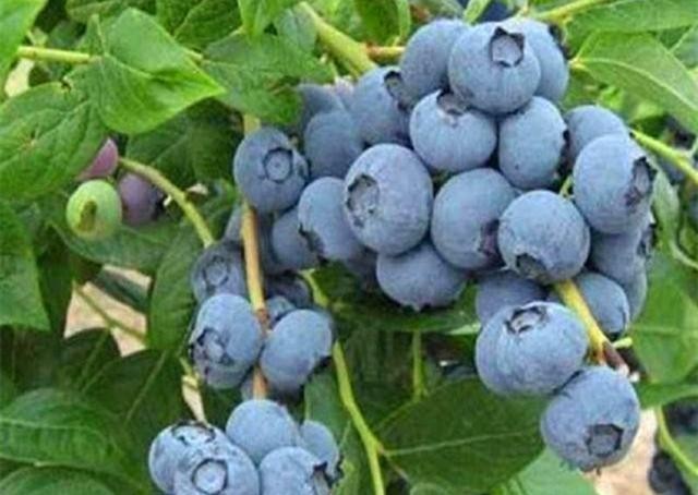 『回家』3种植物买回家没叶子?别急,学会栽种技巧,开花结果都不耽误