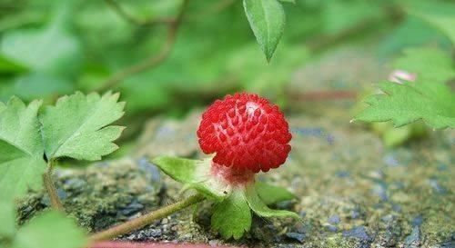  「室内」山里常见的野草莓，名字骇人味道却可口，现在都在自家养，好吃！