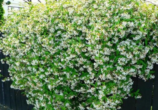 【能开成】能开花的3种“爬藤花”,6个月就能开成花墙,种好1株,惊艳春天