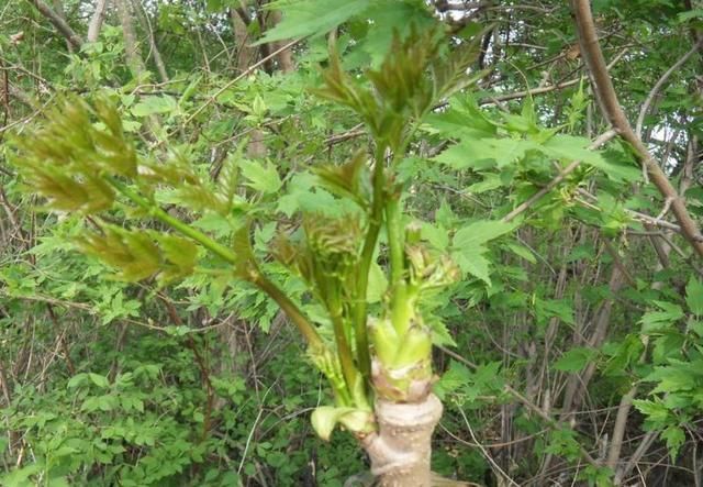 农村这种野菜，城里卖到40块1斤，被誉为“天下第一山珍”