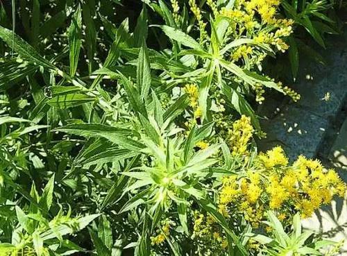 农村野菜，农民看到就想拔掉，不知它是价值很高的稀罕物