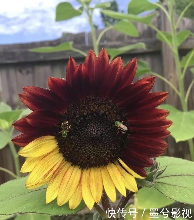 20张罕见的照片,忍不住分享下