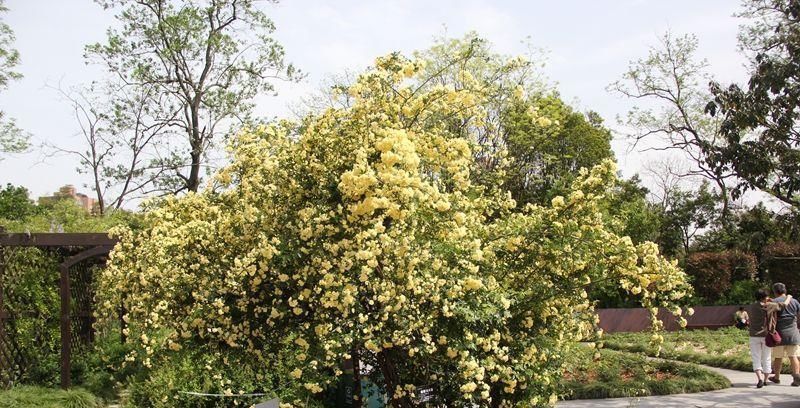  「便宜」这种花比绿萝长得还快，却比牡丹还要高贵，价格却比吊兰还便宜