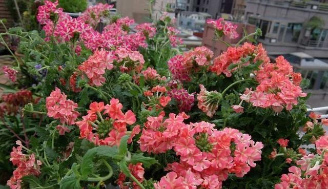 肯定:花卉黄叶、枯萎没精神,这点肯定没做好,养花“必修课”!