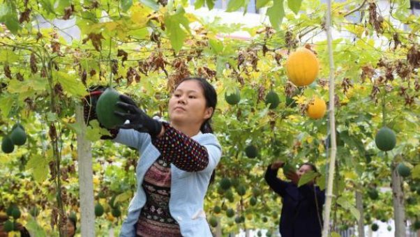  全身■我国的抗旱作物，适应性强，全身是宝，市场价格非常高