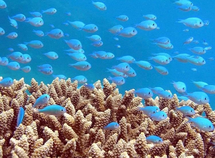 全球唯一没有癌症的国家！跨双时空！比马代便宜，比塞班纯净...