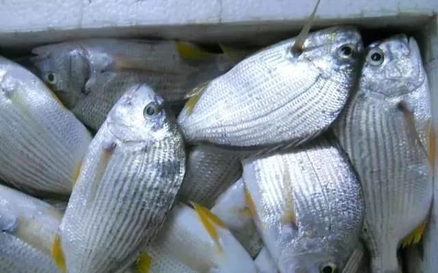  「东山叫红」46种海钓常见的鲷类鱼，最后一种高价的鱼原来也是鲷鱼，才知道