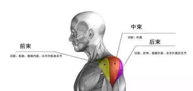  「肩颈线」女生斜方肌大导致溜肩？建议从这两方面调整，带你塑造漂亮肩颈线