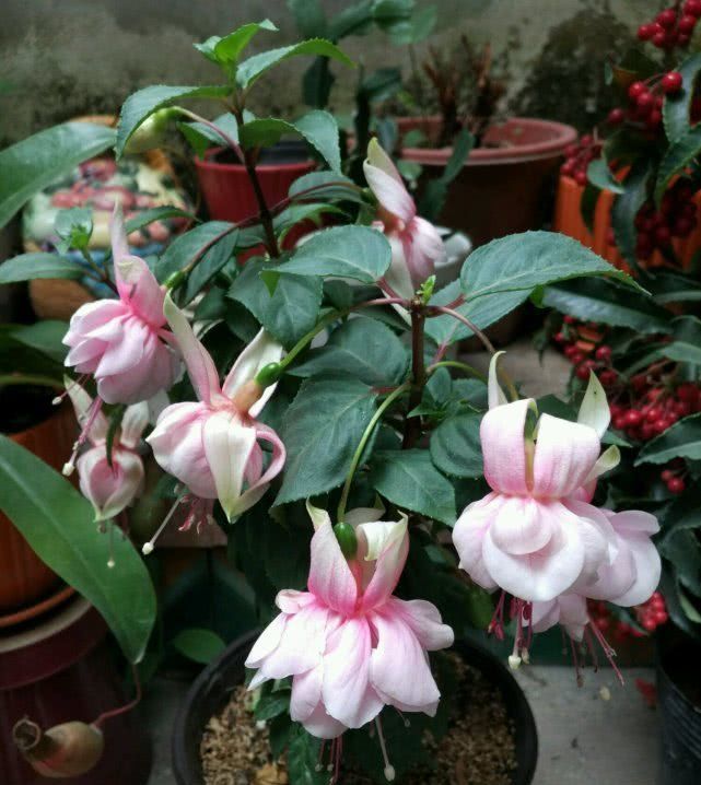  「养花」盆栽养花就选它，花似“红灯”笼颜值高，全年开花养护又简单！