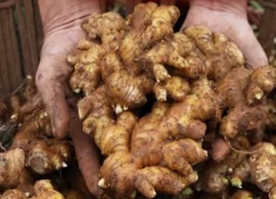 农民种植这种调味植物,亩产1万2千多斤,市场价