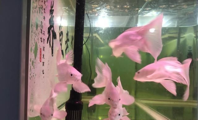  功不可没■如果说除藻能力，清道夫功不可没，所有观赏鱼都可以和它混养吗？