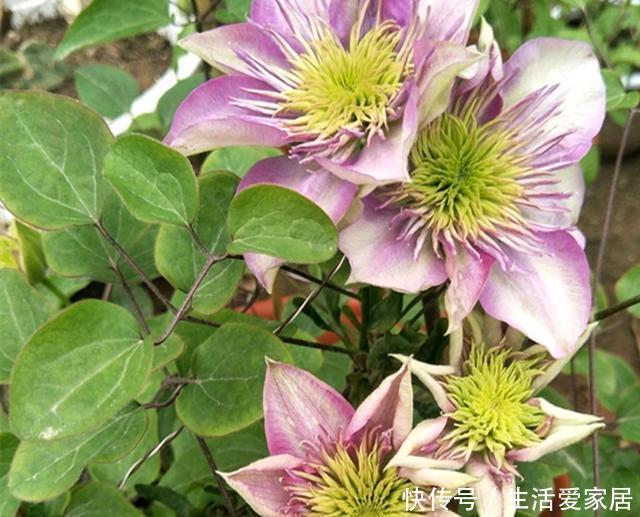 开爆|这3种花,堪称“开花机器”,学会几个“技巧”,一养就开爆盆