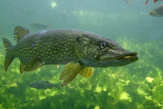  贪婪@新疆钓狗鱼，生性粗暴贪婪，一天可以吃掉和自己体重相当的