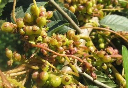  「害草」农村公认的“金丝害草”，人们种植来致富，才知价值珍贵能补肾