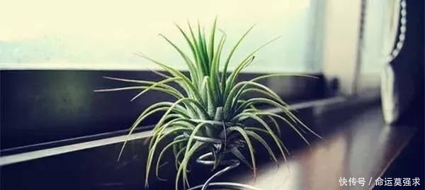  搜罗■史上最全“懒人植物”大搜罗，看看哪盆才是你的心头好