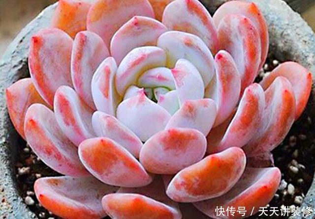 「阳光」3种橙色多肉,各自用对养护方法,出状态后如阳光般灿烂明媚