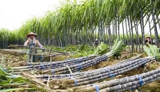 最佳甘蔗养殖法，你知道几种？这样种出来的甘蔗人人都说好