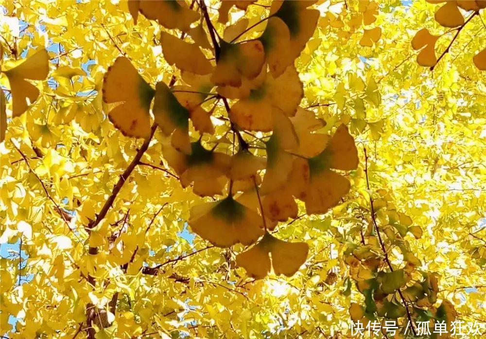 秋季的大理究竟有多美,你来了才知道!