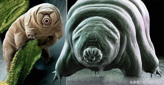 水熊地球上生命力最強的生物 實驗證明能夠在太空生存的動物 雪花新闻