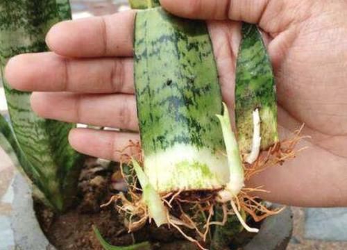  [观叶植物]1种“液体”和清水混合，用来浇虎皮兰，20天叶片挺立、翠绿！