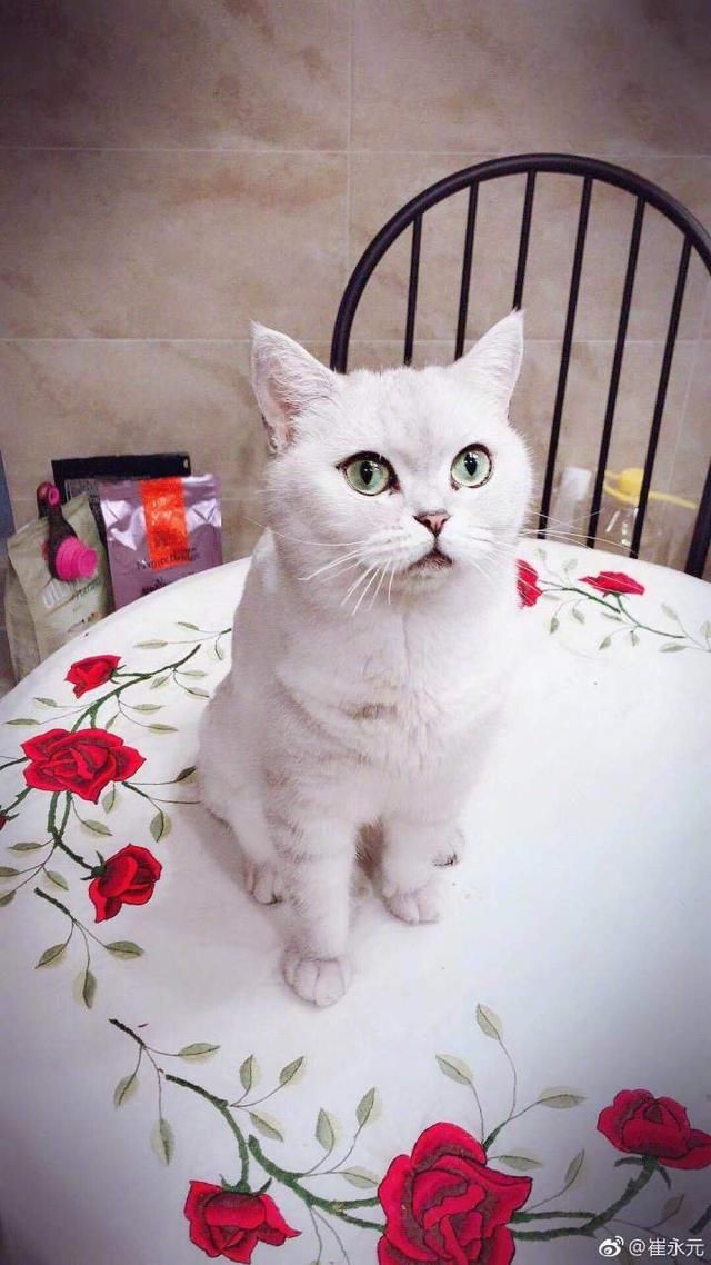 北大教授点评铲屎官和兄弟纠纷：证据要公开，才不会是忽悠或伪善