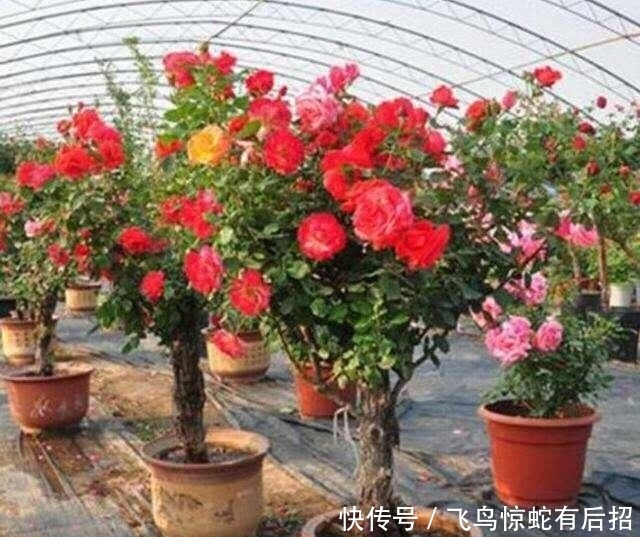  [免疫力]春天就养这种“健康花”，老人喝了修身养性，小孩喝了提高免疫力