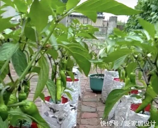  「吃不完」塑料袋子别扔了，像奶奶一样种“辣椒”，一棵结五六