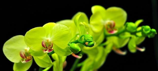 「黄叶和黑斑」兰花夏天黄叶还有黑斑？7个原因，对症下药