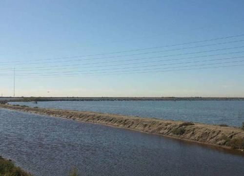  【中国】中国沙漠种树，以色列沙漠建鱼塘，年产1700吨，吃不完