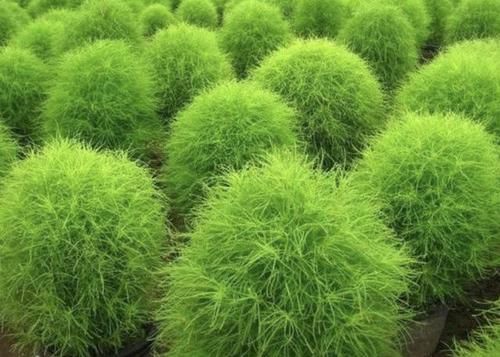  『植物』小溪边的1种野草，人称“扫帚菜”，枝叶能制作“扫把”，有价值