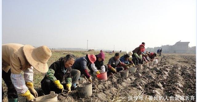 种植它十亩地，一年就能赚15万元，农民能信这样的种植项目吗
