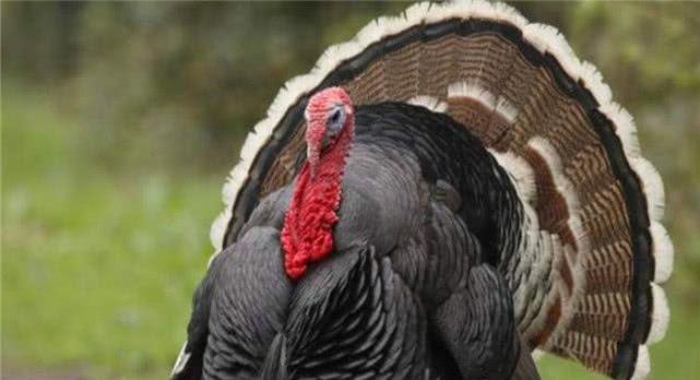 火鸡在美国很受欢迎，为什么在中国，很多农民养殖户不愿意饲养？