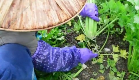  能力@广西菜农捐赠2万斤西芹支援武汉：有能力就帮一点