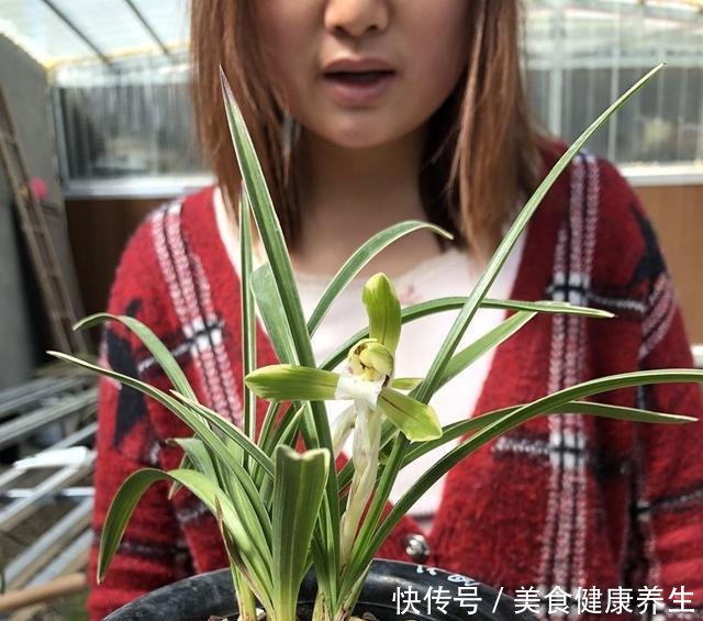 『要施肥』兰花春天分苗或者换盆后，换的新植料，多久可施肥