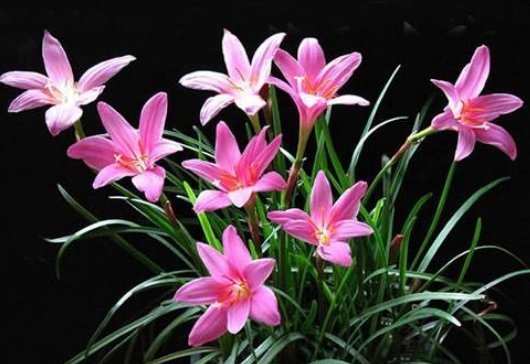  『阳光充足』这5种花，好看又好养，开花艳丽，一年花期200天，家庭盆栽首选