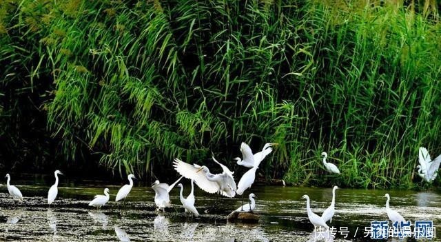 汝阳：生态湿地，白鹭起舞