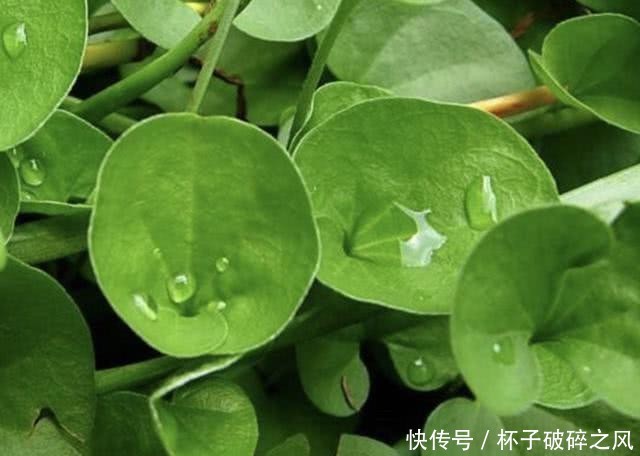 「盆栽」河边,若是遇到1种“马蹄金”,请别当杂草,植株珍贵,能当盆栽