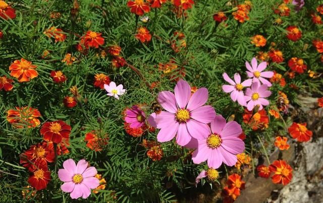  开花：夏天花都开败了?不如养上这“4种花”,好养易爆盆,开花一整夏